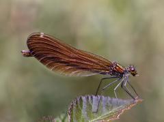 Female Beautiful Demoiselle Crockford Bridge